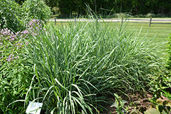Indian Grass (Sorghastrum nutans) at Sargent's Nursery
