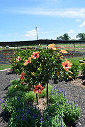 Fiesta Hibiscus (Hibiscus rosa-sinensis 'Fiesta') at Sargent's Nursery