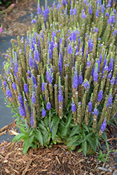 Royal Candles Speedwell (Veronica spicata 'Royal Candles') at Sargent's Nursery