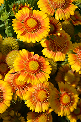 Arizona Apricot Blanket Flower (Gaillardia x grandiflora 'Arizona Apricot') at Sargent's Nursery