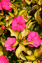 SunPatiens Compact Tropical Rose New Guinea Impatiens (Impatiens 'SunPatiens Compact Tropical Rose') at Sargent's Nursery