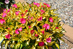 SunPatiens Compact Tropical Rose New Guinea Impatiens (Impatiens 'SunPatiens Compact Tropical Rose') at Sargent's Nursery