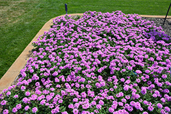 EnduraScape Pink Bicolor Verbena (Verbena 'Balendpibi') at Sargent's Nursery