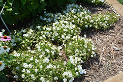 Rapido White Bellflower (Campanula carpatica 'Rapido White') at Sargent's Nursery