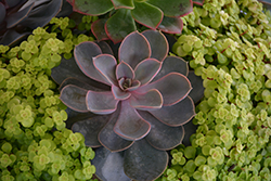 Perle Von Nurnberg Echeveria (Echeveria 'Perle Von Nurnberg') at Sargent's Nursery