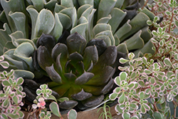 Black Prince Echeveria (Echeveria 'Black Prince') at Sargent's Nursery