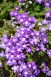 Empress Flair Blue Charme Verbena (Verbena 'Empress Flair Blue Charme') at Sargent's Nursery