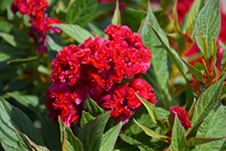 Twisted Red Celosia (Celosia cristata 'Twisted Red') at Sargent's Nursery