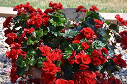 Solenia Velvet Red Begonia (Begonia x hiemalis 'Solenia Velvet Red') at Sargent's Nursery