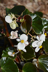 BabyWing White Bronze Leaf Begonia (Begonia 'BabyWing White Bronze Leaf') at Sargent's Nursery