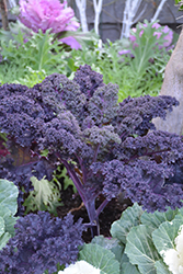 Redbor Kale (Brassica oleracea var. acephala 'Redbor') at Sargent's Nursery