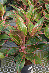 Siam Aurora Chinese Evergreen (Aglaonema 'Siam Aurora') at Sargent's Nursery