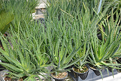 Aloe Vera (Aloe barbadensis) at Sargent's Nursery