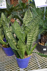 Futura Robusta Snake Plant (Sansevieria trifasciata 'Futura Robusta') at Sargent's Nursery