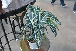 Polly Amazon Elephant's Ear (Alocasia amazonica 'Polly') at Sargent's Nursery