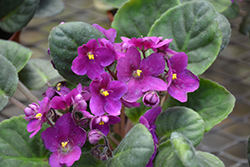 Hybrid Purple African Violet (Saintpaulia 'Hybrid Purple') at Sargent's Nursery