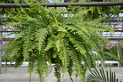 Boston Fern (Nephrolepis exaltata) at Sargent's Nursery