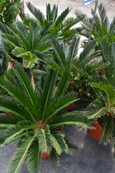 Japanese Sago Palm (Cycas revoluta) at Sargent's Nursery