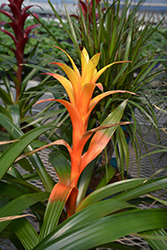 Sunnytime Guzmania Bromeliad (Guzmania 'Sunnytime') at Sargent's Nursery