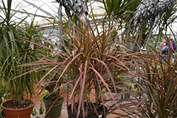 Tricolor Dracaena (Dracaena marginata 'Tricolor') at Sargent's Nursery