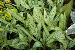 Silver King Chinese Evergreen (Aglaonema 'Silver King') at Sargent's Nursery