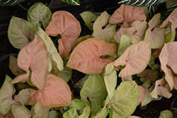 Regina Red Arrowhead Vine (Syngonium 'Regina Red') at Sargent's Nursery