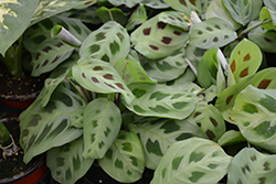 Prayer Plant (Maranta leuconeura) at Sargent's Nursery