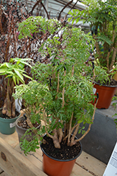 Ming Aralia (Polyscias fruticosa) at Sargent's Nursery