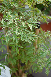 Ming Aralia (Polyscias fruticosa) at Sargent's Nursery