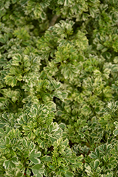 Variegated Ming Aralia (Polyscias fruticosa 'Variegata') at Sargent's Nursery