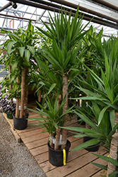 Spineless Yucca (Yucca elephantipes) at Sargent's Nursery