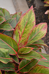 Siam Aurora Chinese Evergreen (Aglaonema 'Siam Aurora') at Sargent's Nursery