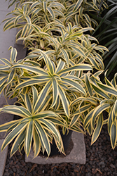 Song of India Plant (Dracaena reflexa 'Song of India') at Sargent's Nursery