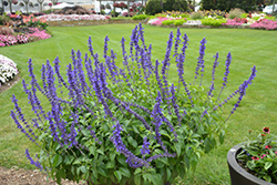 Rockin' Playin' The Blues Salvia (Salvia 'Balsamispim') at Sargent's Nursery