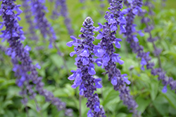 Rockin' Playin' The Blues Salvia (Salvia 'Balsamispim') at Sargent's Nursery