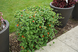 Tangerine Slice A-Peel Black-Eyed Susan (Thunbergia alata 'DL1501') at Sargent's Nursery