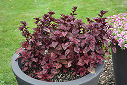 Hippo Red Polka Dot Plant (Hypoestes phyllostachya 'G14157') at Sargent's Nursery