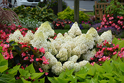 Little Lime Hydrangea (Hydrangea paniculata 'Jane') at Sargent's Nursery