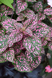 Hippo Pink Polka Dot Plant (Hypoestes phyllostachya 'Hippo Pink') at Sargent's Nursery