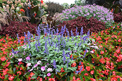 Rockin' Playin' The Blues Salvia (Salvia 'Balsamispim') at Sargent's Nursery