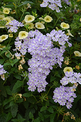 Superbena Stormburst Verbena (Verbena 'RIKA18302M') at Sargent's Nursery