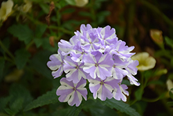 Superbena Stormburst Verbena (Verbena 'RIKA18302M') at Sargent's Nursery