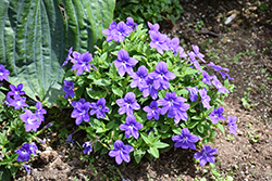 Endless Illumination Browallia (Browallia 'UNHBR12') at Sargent's Nursery