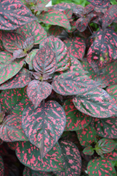 Hippo Red Polka Dot Plant (Hypoestes phyllostachya 'G14157') at Sargent's Nursery