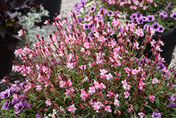 Karalee Petite Pink Gaura (Gaura lindheimeri 'Karalee Petite Pink') at Sargent's Nursery