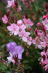 Karalee Petite Pink Gaura (Gaura lindheimeri 'Karalee Petite Pink') at Sargent's Nursery