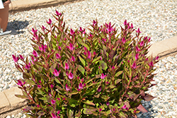 Intenz Classic Celosia (Celosia 'Spitenz') at Sargent's Nursery