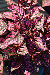 Hippo Rose Polka Dot Plant (Hypoestes phyllostachya 'G14160') at Sargent's Nursery