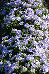 Superbena Stormburst Verbena (Verbena 'RIKA18302M') at Sargent's Nursery