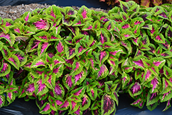 French Quarter Coleus (Solenostemon scutellarioides 'Balvolfrenq') at Sargent's Nursery